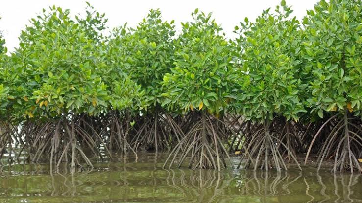 Mangroves en péril : un appel urgent à l’action mondiale – Emmanuel Ndimwiza