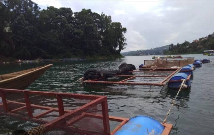L’élevage de poissons en cages flottantes sur le lac Kivu : une solution économique aux conséquences écologiques inquiétantes
