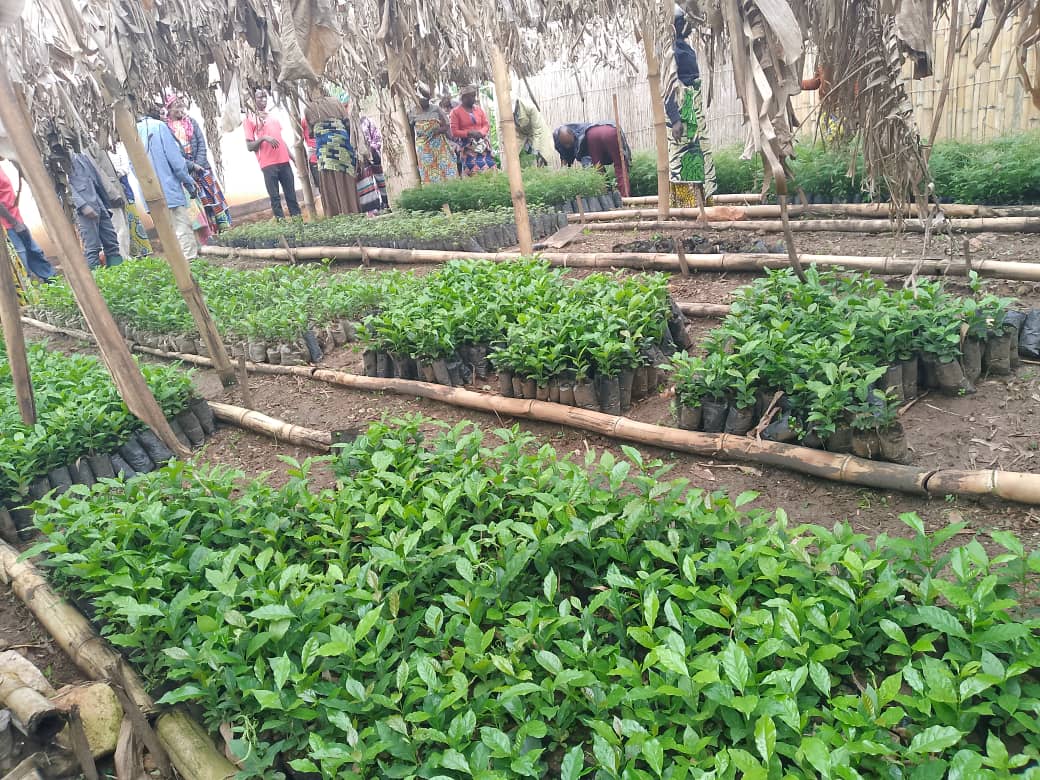 SOCOOAPI-CA lance une pépinière de 10 000 plants pour booster l’agriculture locale : caféiers productifs en 2 ans, cacaoyers, moringa médicinal et arbres agroforestiers disponibles chaque saison des pluies !
