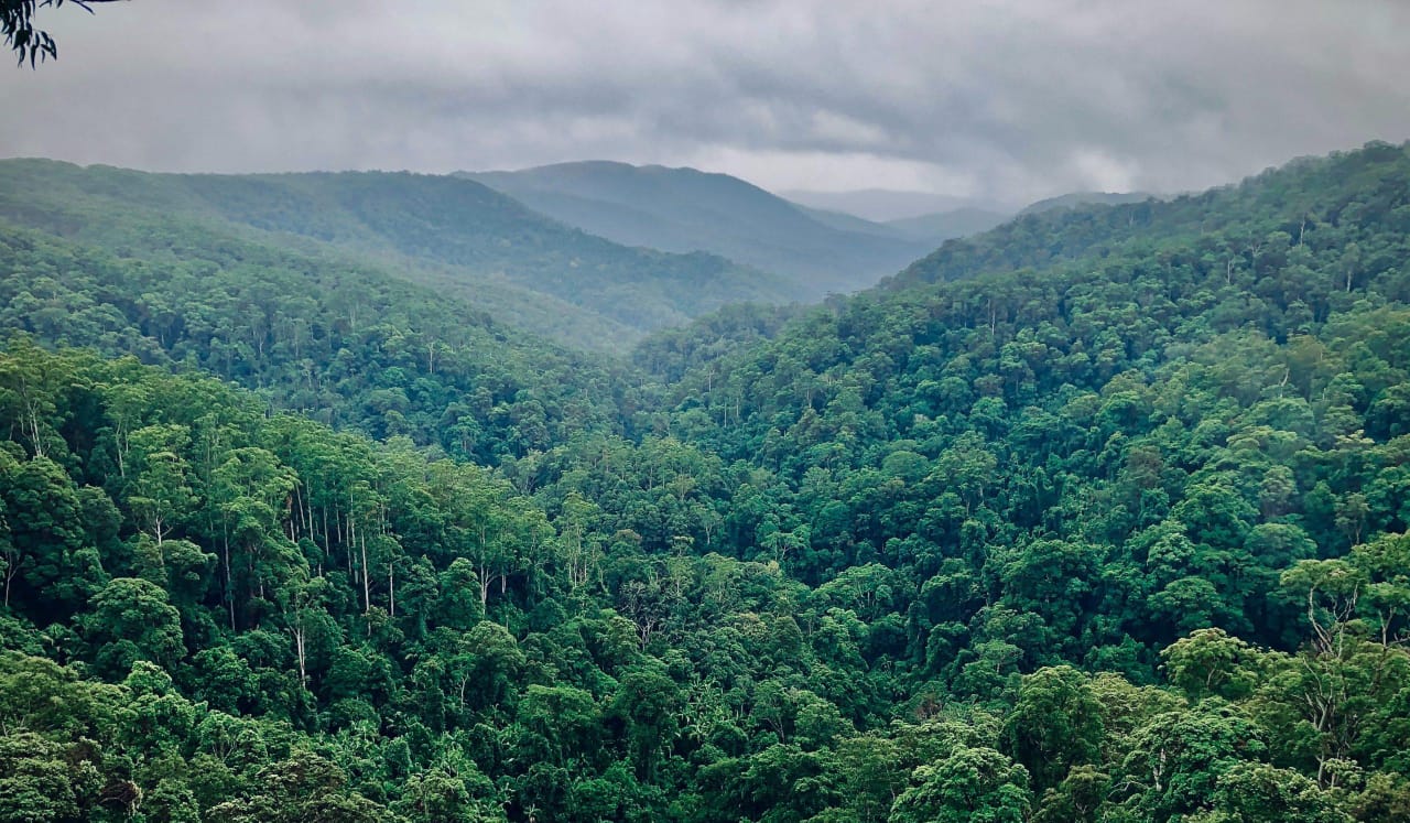 Marché carbone : la RDC accélère sa stratégie pour transformer son immense capital forestier en moteur de financement climatique et s&rsquo;imposer comme une puissance carbone incontournable en Afrique