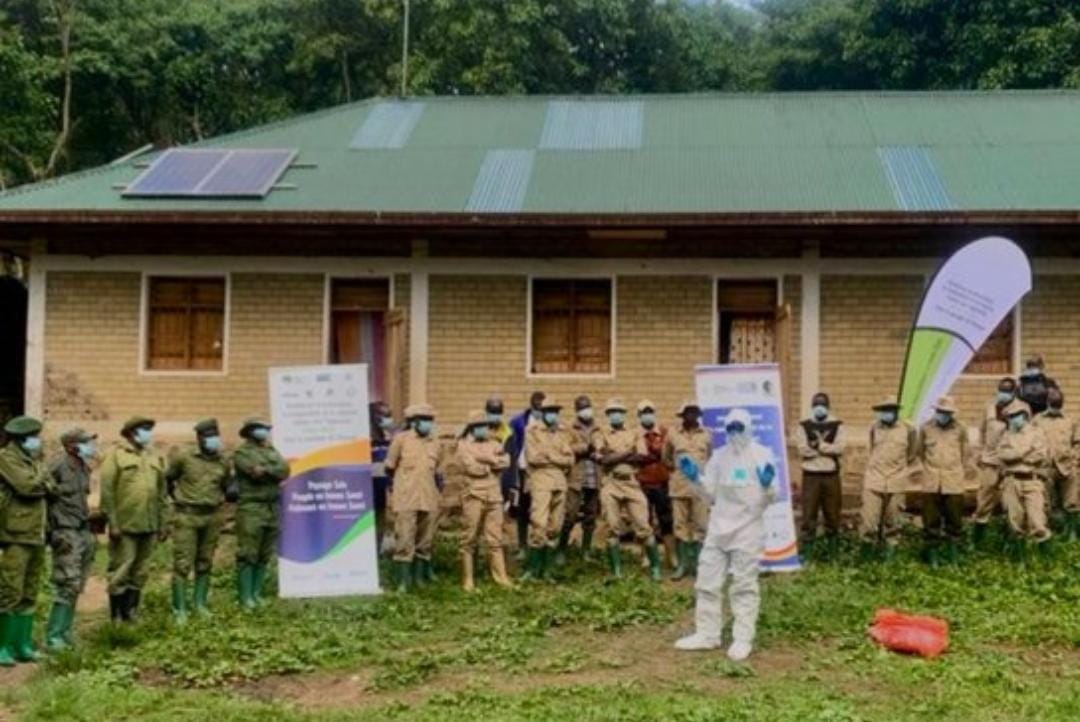 Ebola : au Parc national des Virunga, protéger les gorilles revient aussi à protéger les hommes face à une menace sanitaire commune