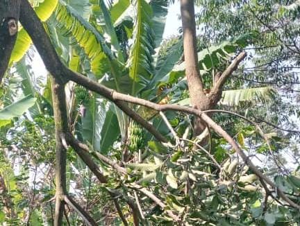 Chefferie de Ntambuka : la coupe massive des arbres fruitiers pendant la saison sèche menace l&rsquo;environnement, mais une mobilisation citoyenne redonne espoir grâce à une campagne de reboisement communautaire