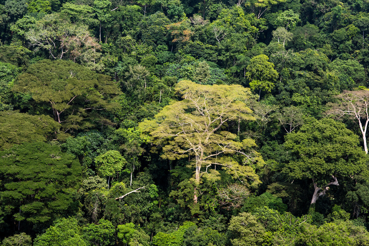 RDC : avec l&rsquo;adoption de sa première Politique forestière nationale, Kinshasa ouvre un nouveau chapitre pour le deuxième poumon vert de la planète