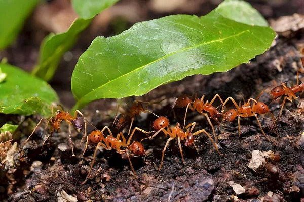 Fourmis : le peuple minuscule qui nous donne une leçon de société