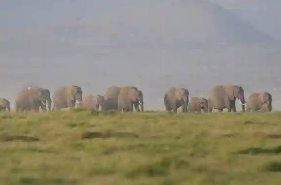 Kenya : quand le poison des champs franchit les frontières de la nature