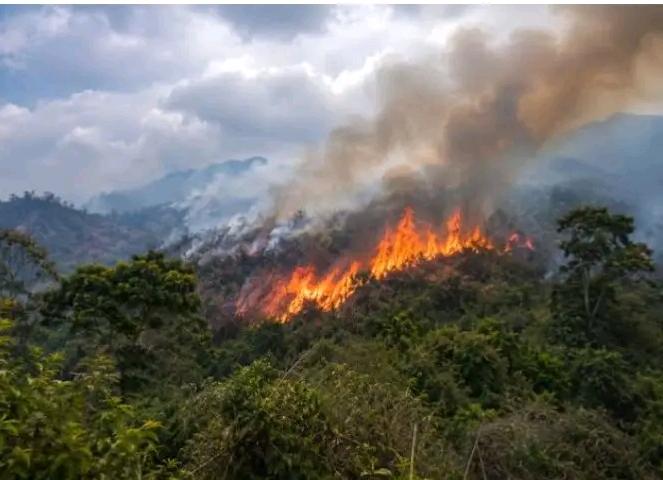 Kahuzi-Biega en flammes : quand le silence menace aussi la forêt