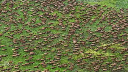 Six millions en marche : le dernier grand sanctuaire migratoire d’Afrique à la croisée des chemins