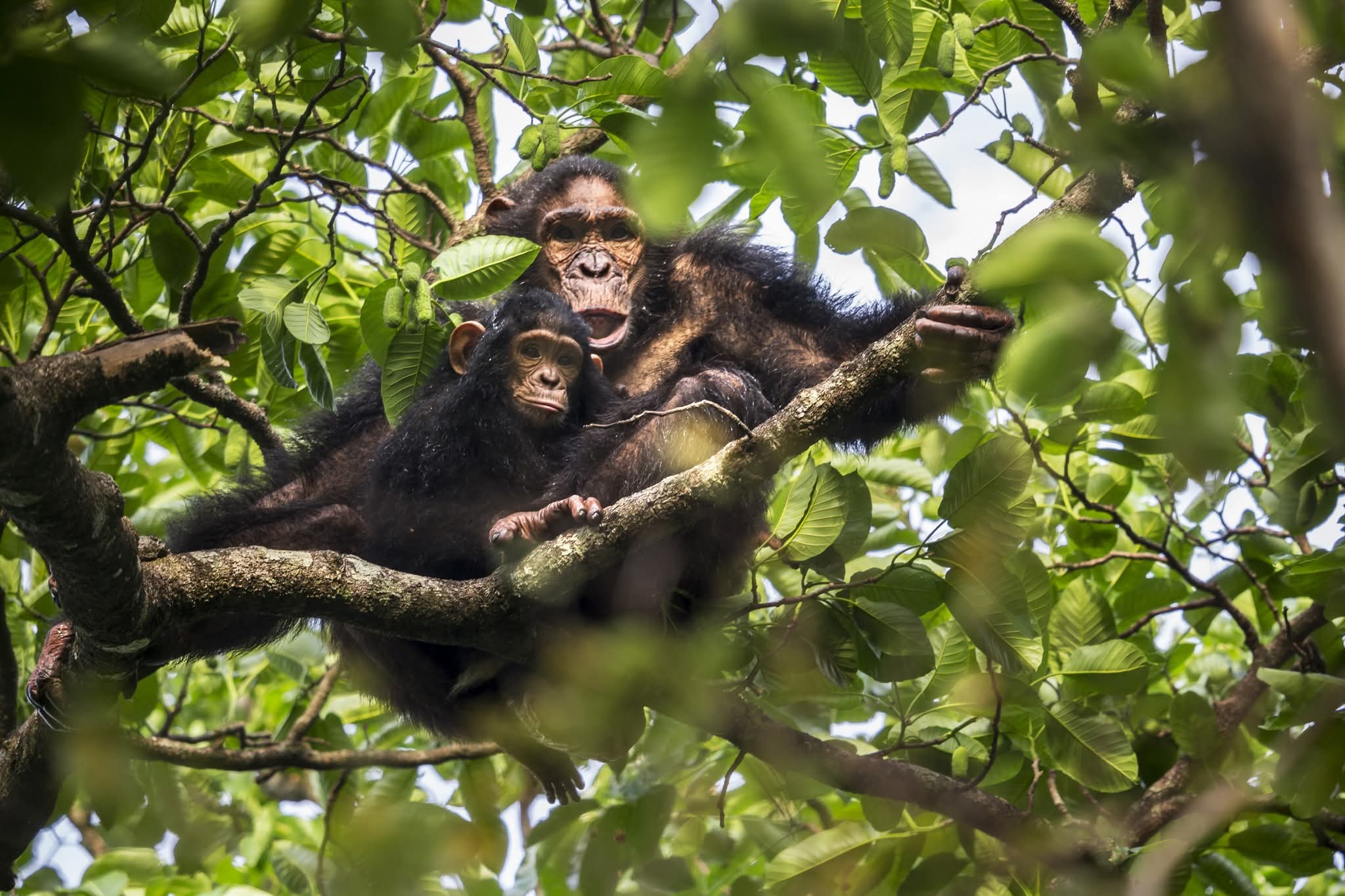Chinko : quand les primates nous rappellent que protéger la nature, c’est nous protéger