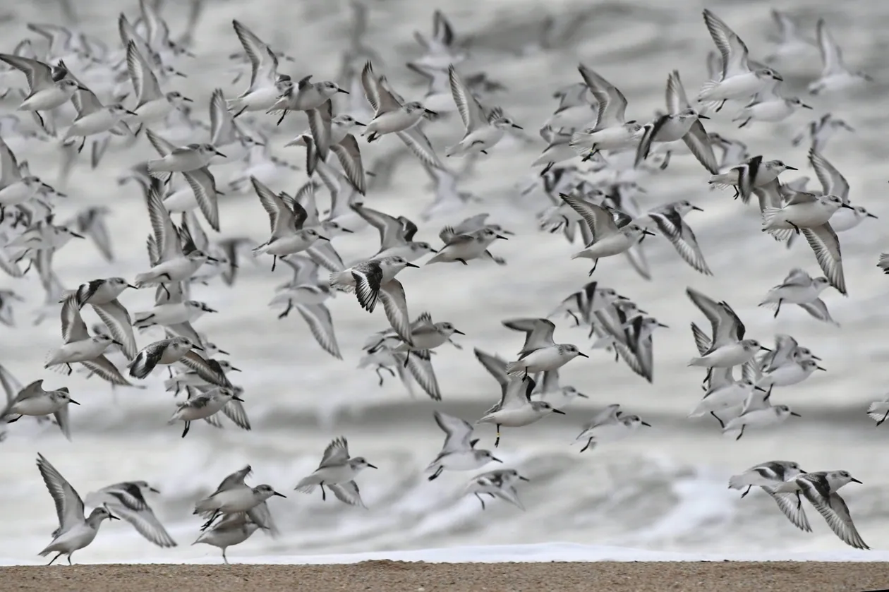 Oiseaux migrateurs : quand l’homme transforme le ciel en parcours d’obstacles